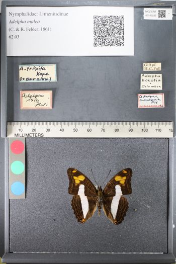 Media type: image;   Entomology 145233